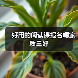 好用的阅读课报名哪家质量好（图4）