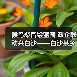 候鸟聚智绘蓝图 政企联动兴白沙——白沙茶乡候鸟人才工作站携手澄迈共拓发（图2）