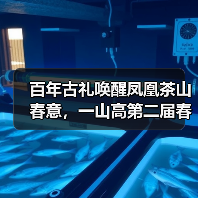 百年古礼唤醒凤凰茶山春意,一山高第二届春茶文化节盛大启幕(图4) 百年古礼唤醒凤凰茶山春意,一山高第二届春茶文化节盛大启幕(图4)