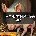 人生若只如初见—伊苒可欣