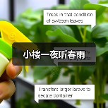 小楼一夜听春雨