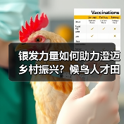 银发力量如何助力澄迈乡村振兴？候鸟人才田间