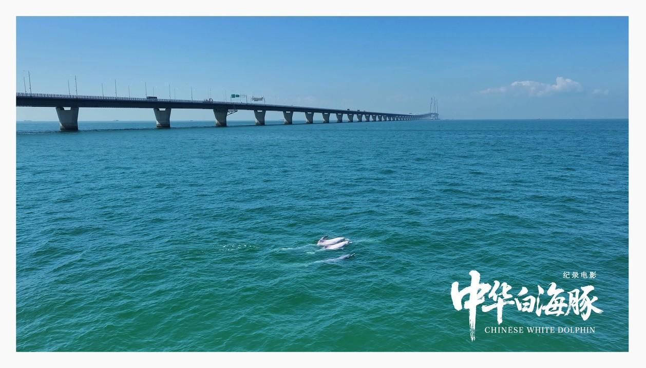 强国影视观察|生命纪事：从珠江口到人类未来——专访纪录电影《中华白海豚》总导演闫东