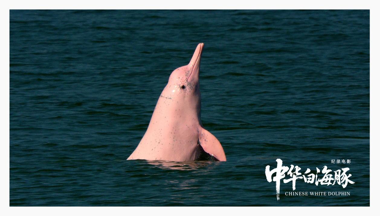 强国影视观察|生命纪事：从珠江口到人类未来——专访纪录电影《中华白海豚》总导演闫东