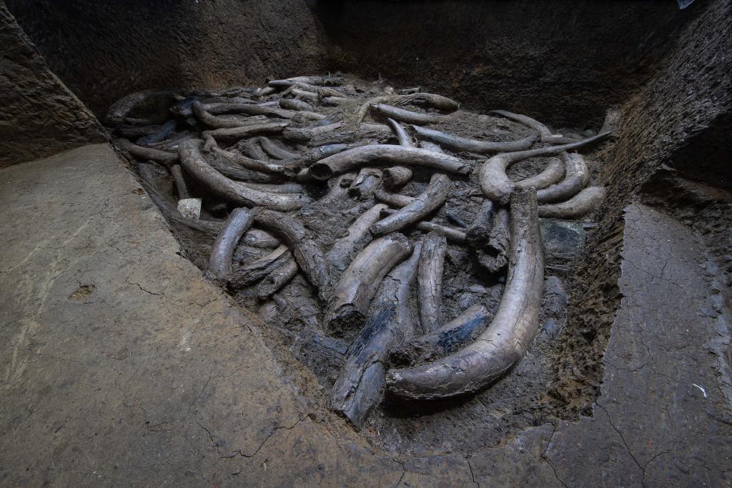 技术突破！文物医生成功“加固”三星堆象牙，国宝终可直面公众