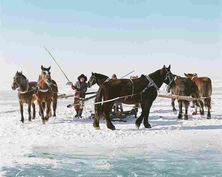 冰雪之上 生机勃勃