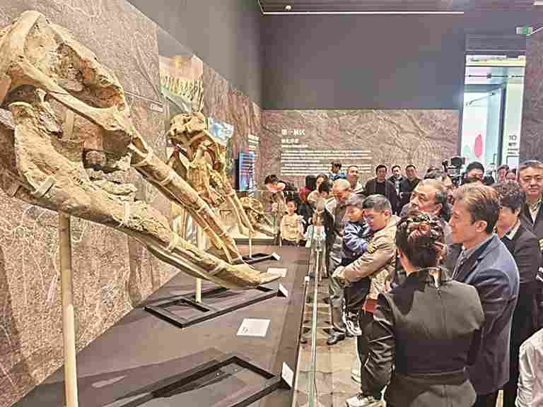 一场跨越千万年的生命对话——54件珍贵和政古动物化石在深圳亮相