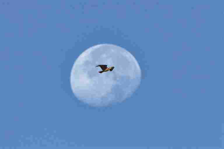 中国黄（渤）海候鸟栖息地：人与自然的和谐交响