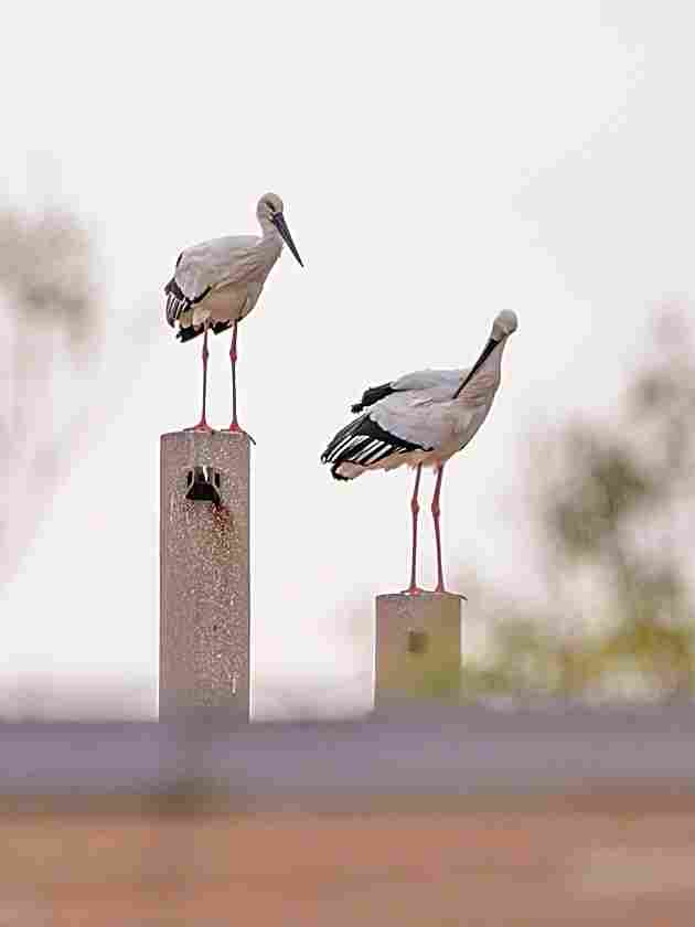 中国黄（渤）海候鸟栖息地：人与自然的和谐交响