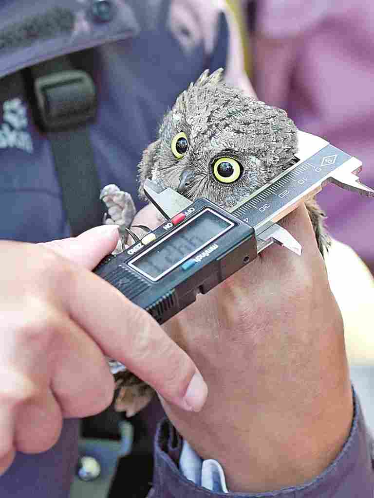 中国黄（渤）海候鸟栖息地：人与自然的和谐交响