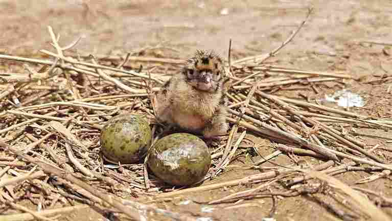 中国黄（渤）海候鸟栖息地：人与自然的和谐交响