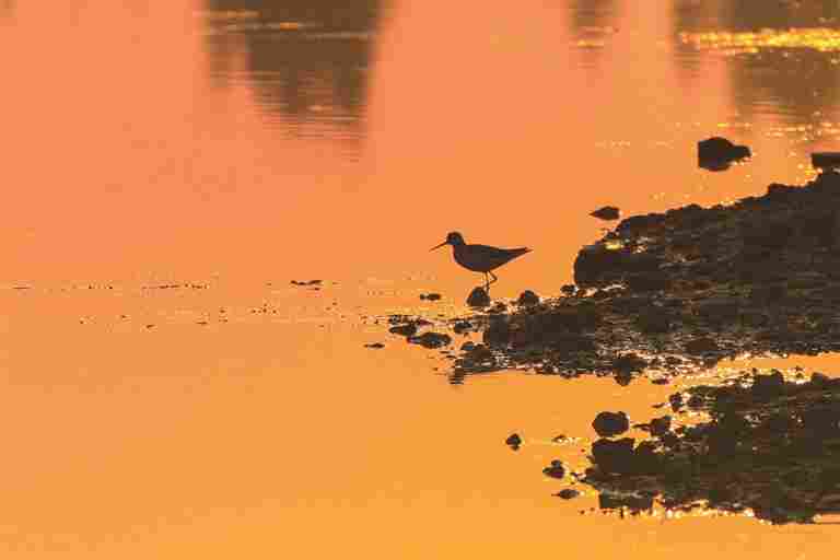 河南淅川：丹江湿地 候鸟乐园