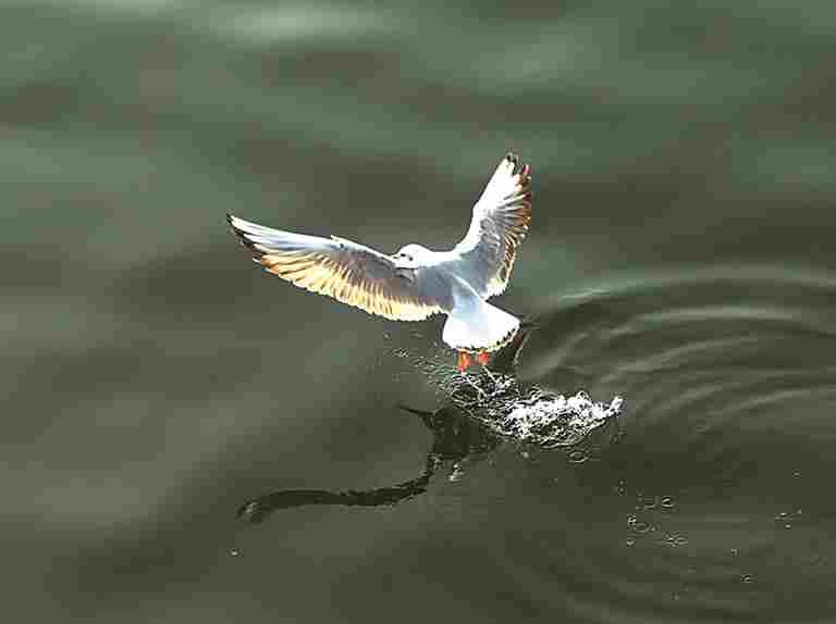 河南淅川：丹江湿地 候鸟乐园