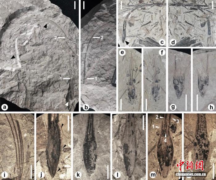 早期种子如何演化传播？中国发现3.4亿年前全新植物化石研究揭秘