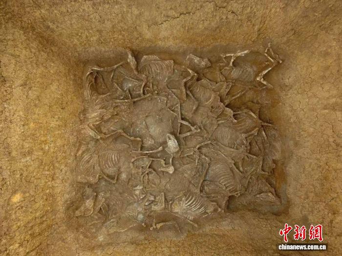 考古揭示春秋时期曾国高等级墓葬随葬马特点