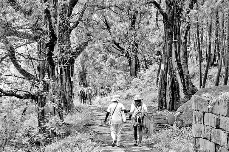 翠云廊：把古树名木保护好