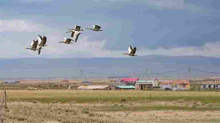 守护飞鸟，你我皆是同路人