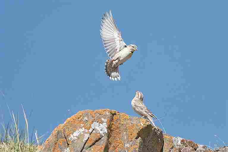 守护飞鸟，你我皆是同路人