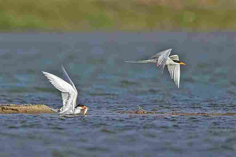 守护飞鸟，你我皆是同路人