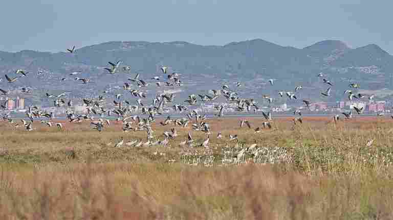 守护飞鸟，你我皆是同路人