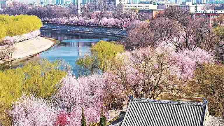 天津红桥：运河唱津韵 桃堤别样红