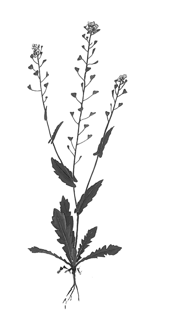 光明文化周末：荠