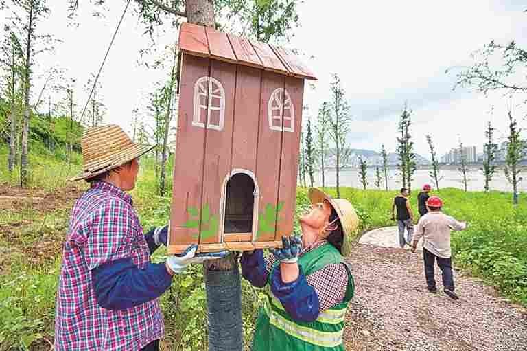 长江消落带的蝶变