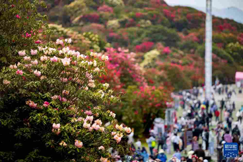 几日春风又春雨 杜鹃依旧映山红